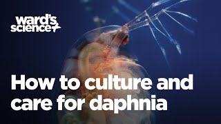 Caring and Culturing for Daphnia [upl. by Waugh794]