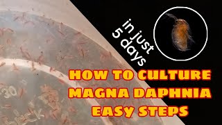 How to Culture Magna Daphnia Easily [upl. by Donaugh]