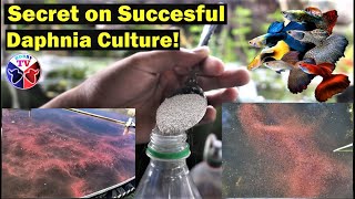 How to Culture Daphnia Successfully [upl. by Perlis]