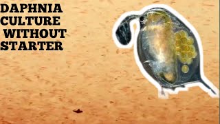 HOW TO CULTURE DAPHNIA NATURALLY WITHOUT A STARTER [upl. by Dimitry]