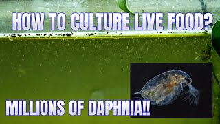 How to Culture Daphnia Secret Method to Breed MILLIONS  Simply Aquatic [upl. by Cullen]