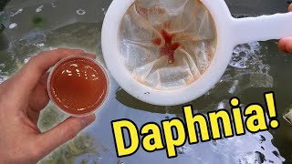 How I Culture Daphnia In Outdoor Tubs [upl. by Berstine748]