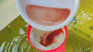 How to culture daphnia  Daphnia culture  How to grow daphnia outdoor [upl. by Akcinehs]