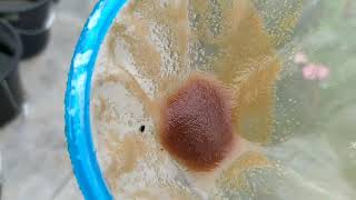 How to culture daphnia moina in a small container Part 1 English Subtitle [upl. by Sirrap]