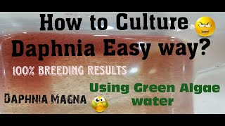 Daphnia MagnaHow to Culture Daphnia Easy wayCulturing Daphnia using Green water Daphnia [upl. by Lisabet]