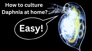 BEST Live Fish Food Beginner guide How to Culture Daphnia at home [upl. by Pru485]