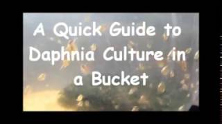 How to culture daphnia outside [upl. by Naujek162]