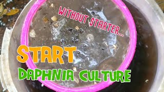 How to culture daphnia moina the easy way 1  Starting the Daphnia culture [upl. by Danika]