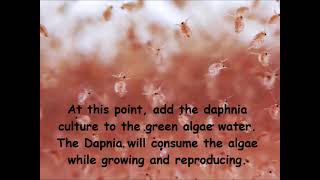 Daphnia  How to grow daphnia in your home [upl. by Raf]