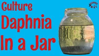 How to Culture Daphnia in a Jar [upl. by Allecram734]