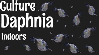 How to Culture Daphnia [upl. by Abla]