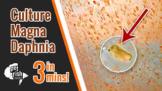 How to culture DAPHNIA MAGNA  The easy way [upl. by Johny]