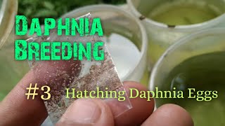 Daphnia Culture made simple and easy 3  Hatching Daphnia eggs [upl. by Damick]