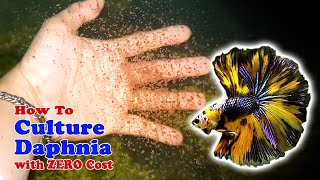 How to Culture Daphnia with ZERO Cost  Unlimited Live Food For Our Fish [upl. by Filmer]