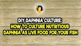 DIY Daphnia Culture How to Culture Nutritious Daphnia as Live Food for Your Fish [upl. by Asus]