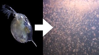 How I Culture Daphnia [upl. by Enniotna841]