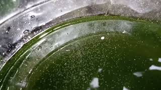 DAPHNIA MOINA CULTURE IN A SMALL BUCKET [upl. by Budge]