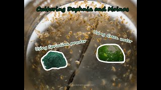 How To Culture Daphnia and Moinas using Green Water Spirulina powder [upl. by Lammaj953]