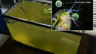 Raising Daphnia for the Freshwater Aquarium [upl. by Torto49]