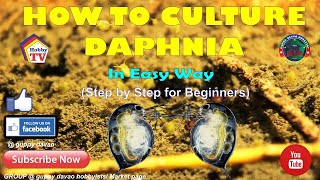 HOW TO CULTURE DAPHNIA In Easy Way [upl. by Berthe]